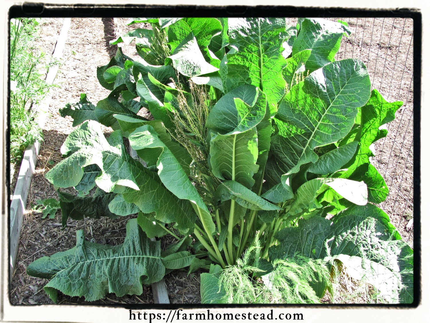 Detail Images Of Horseradish Plant Nomer 19