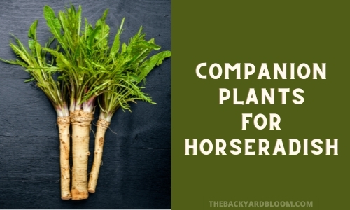 Detail Images Of Horseradish Plant Nomer 41