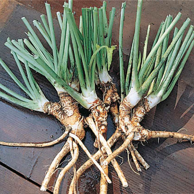 Detail Images Of Horseradish Plant Nomer 46