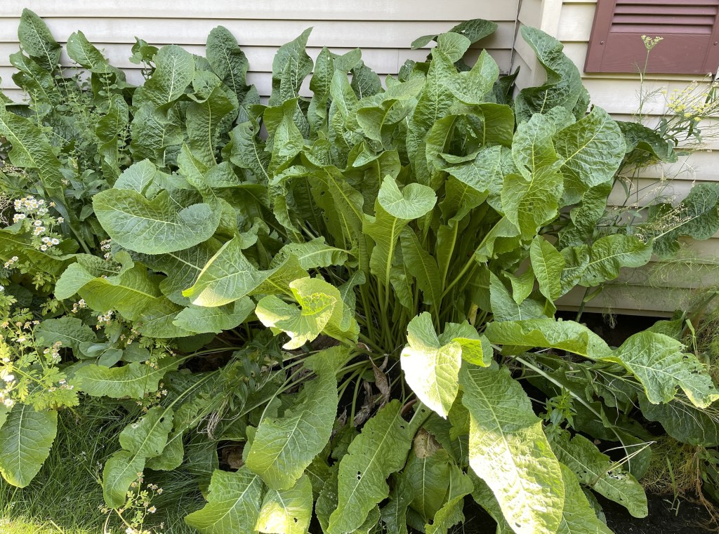 Detail Images Of Horseradish Plant Nomer 54