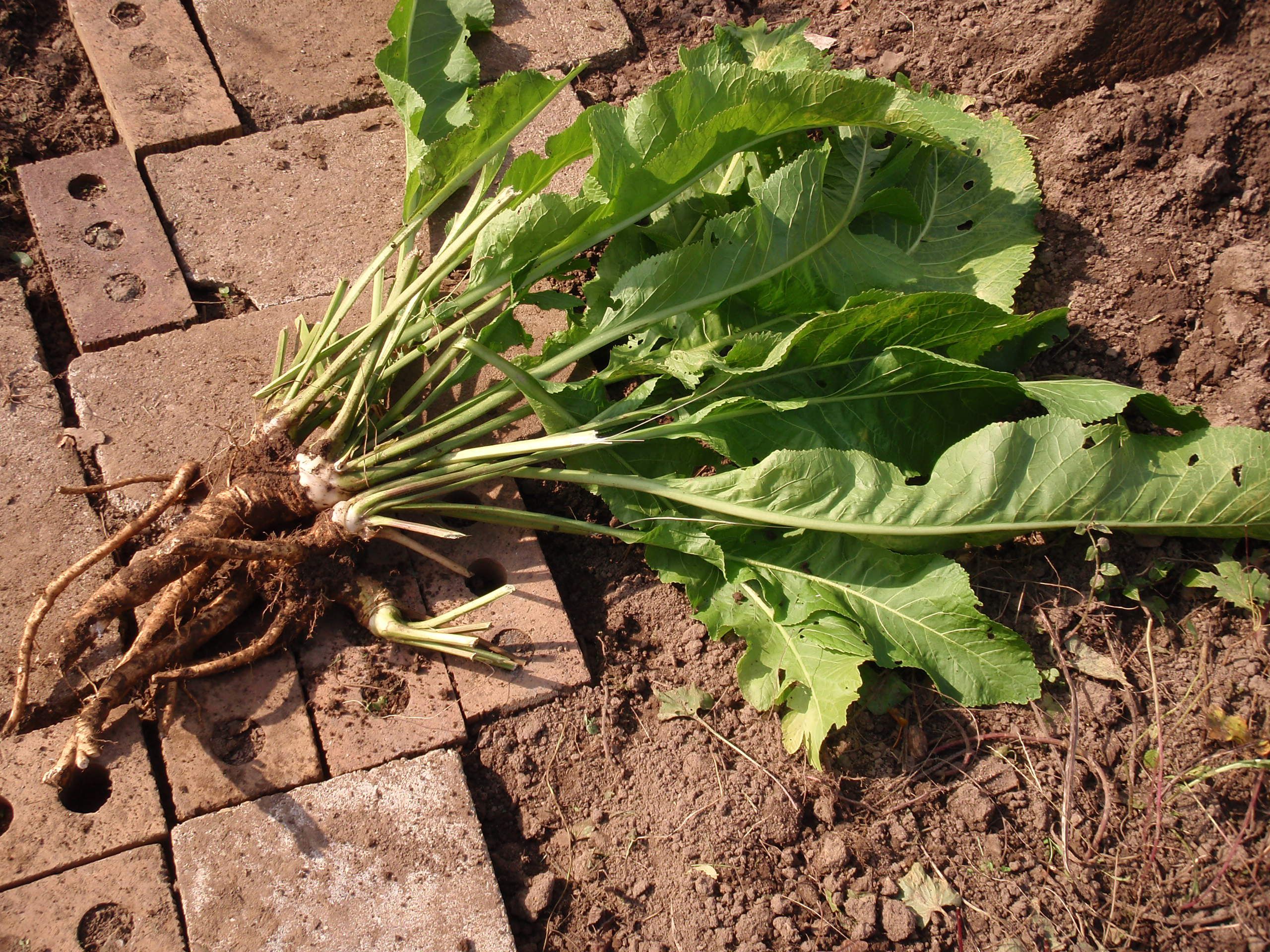 Detail Images Of Horseradish Plant Nomer 55