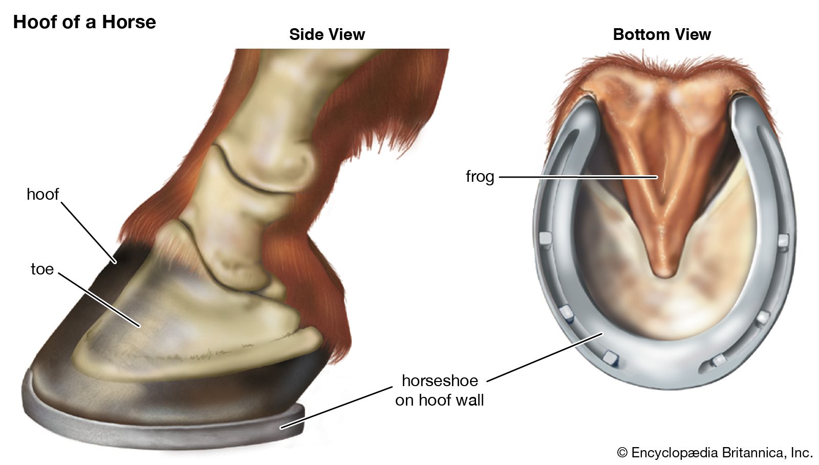 Detail Images Of Horseshoe Nomer 20