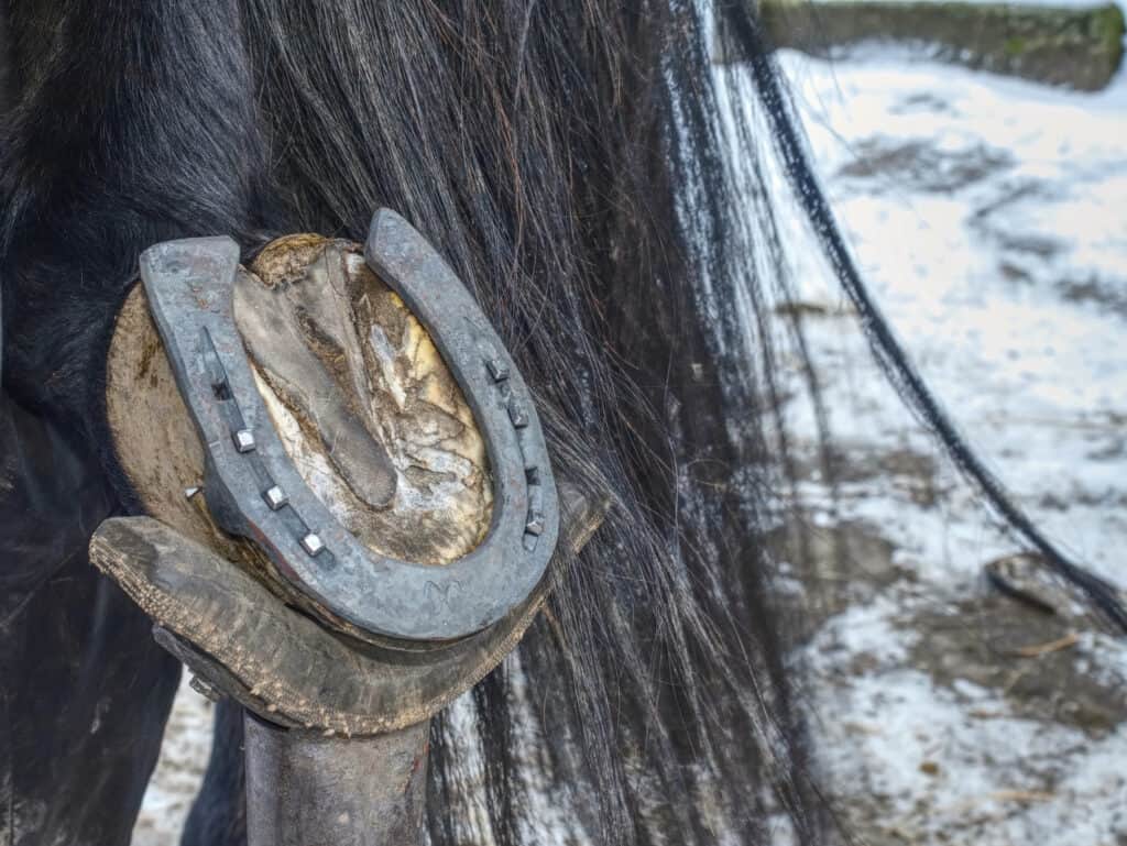 Detail Images Of Horseshoe Nomer 47