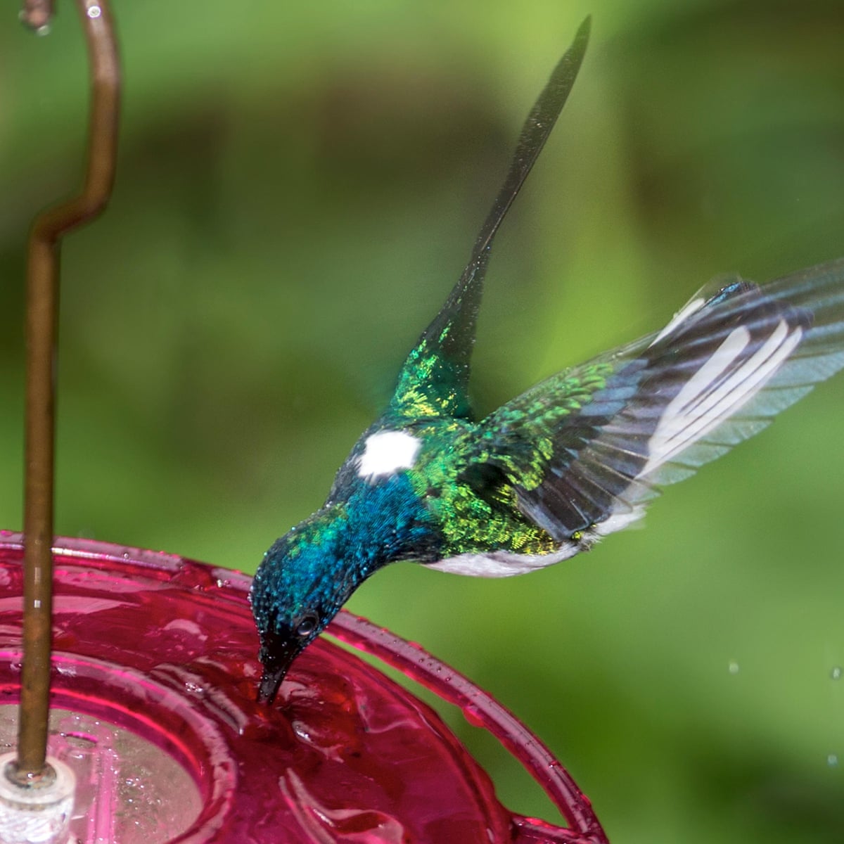 Detail Images Of Humming Birds Nomer 27