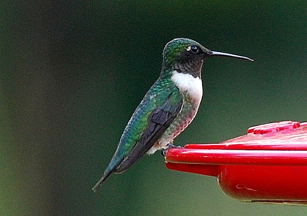 Detail Images Of Humming Birds Nomer 46