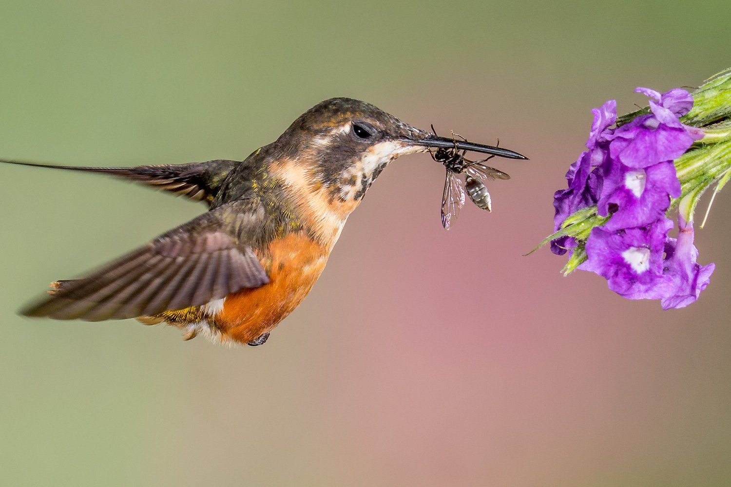 Detail Images Of Humming Birds Nomer 49