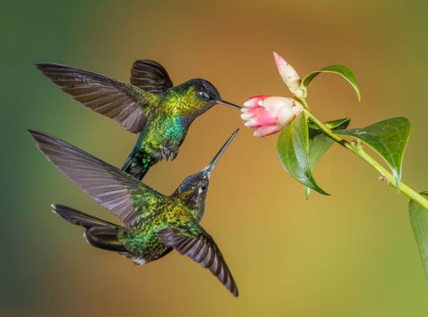 Detail Images Of Hummingbirds Nomer 22