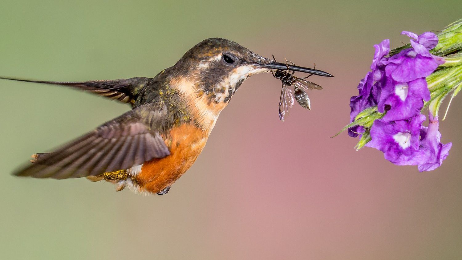 Detail Images Of Hummingbirds Nomer 35