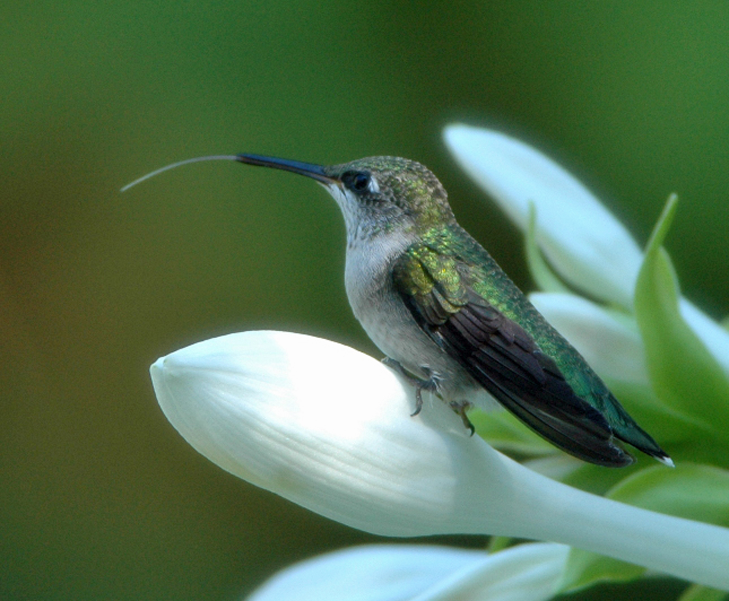 Detail Images Of Hummingbirds Nomer 37