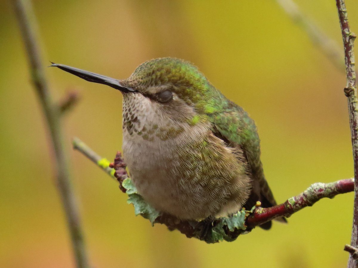 Detail Images Of Hummingbirds Nomer 45