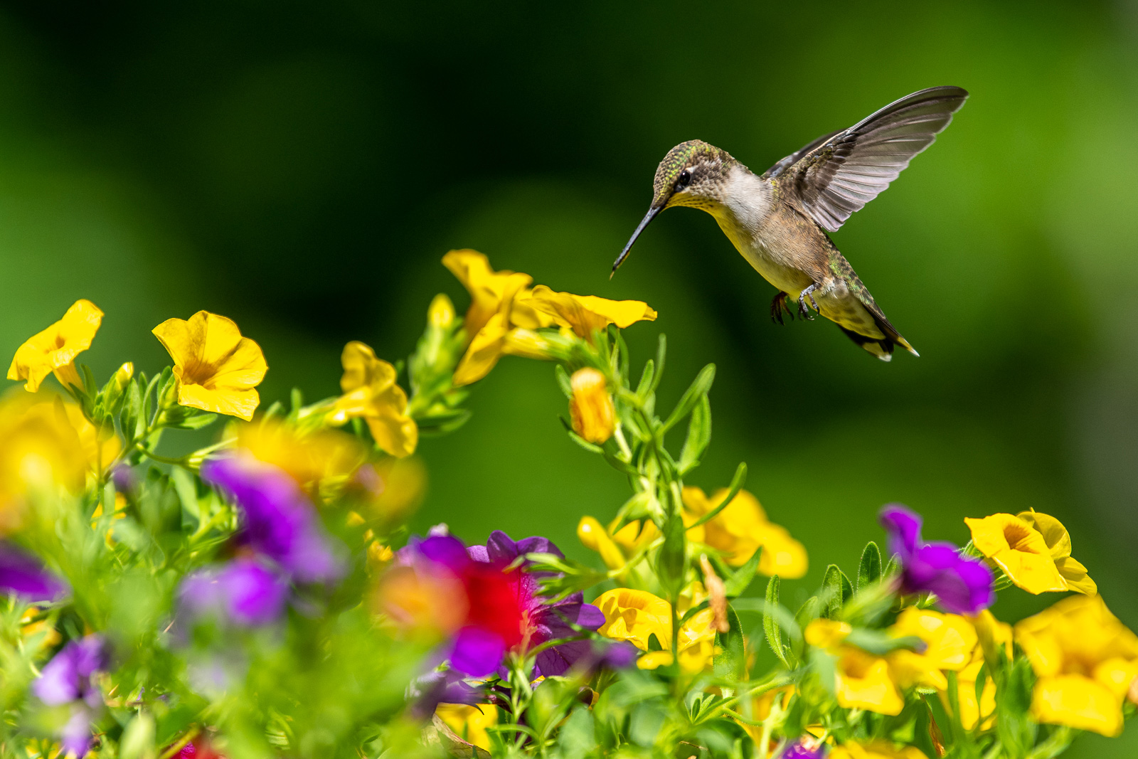 Detail Images Of Hummingbirds Nomer 47