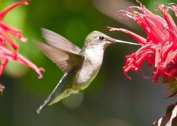 Detail Images Of Hummingbirds Nomer 58