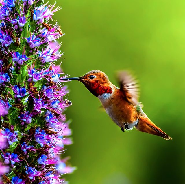 Images Of Hummingbirds And Flowers - KibrisPDR