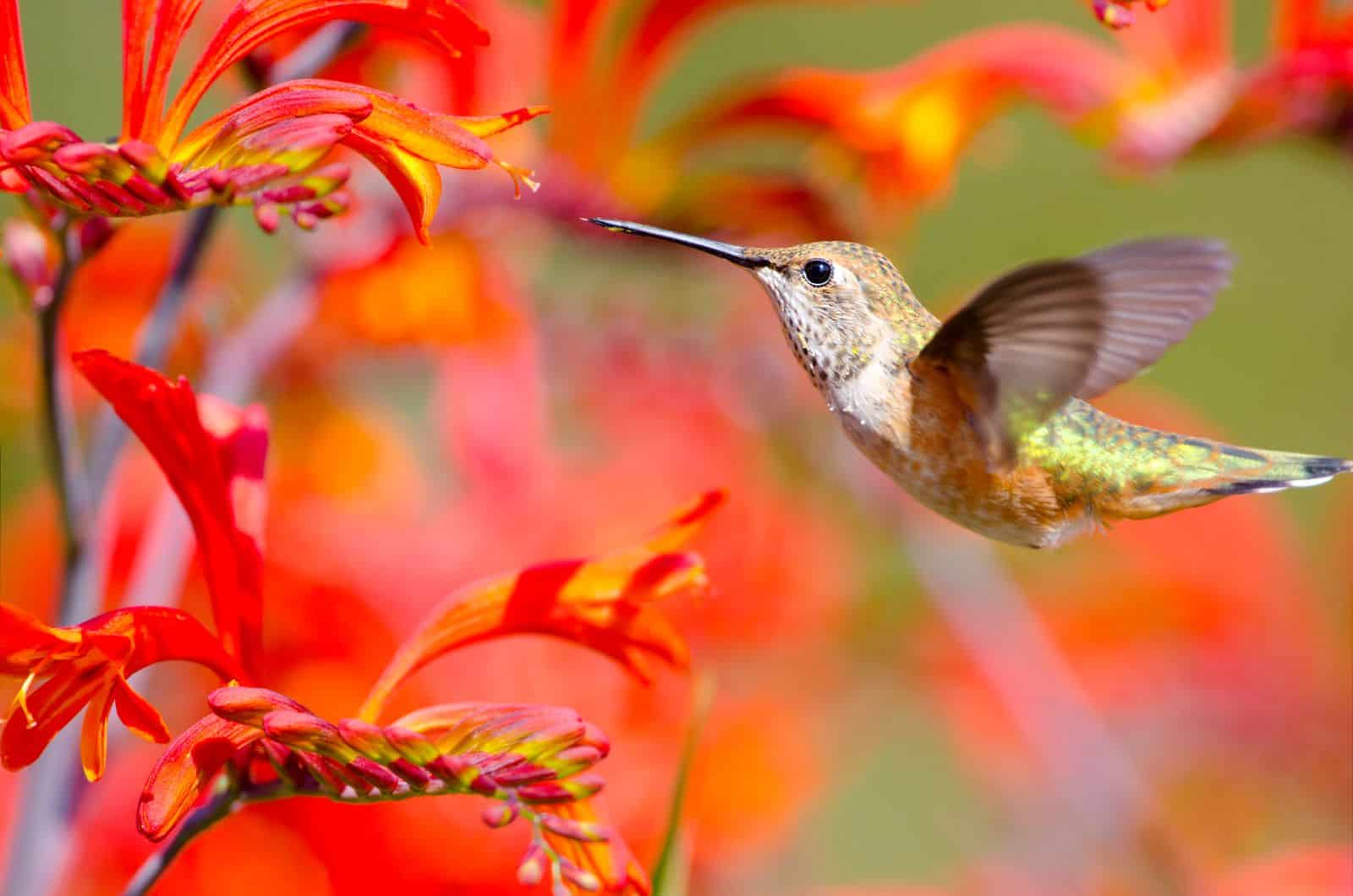 Detail Images Of Hummingbirds And Flowers Nomer 15