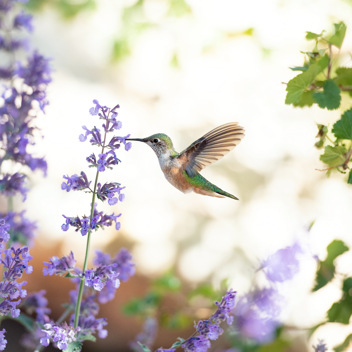 Detail Images Of Hummingbirds And Flowers Nomer 17