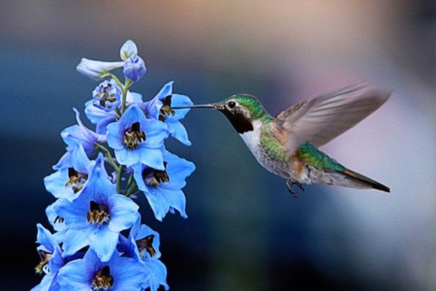 Detail Images Of Hummingbirds And Flowers Nomer 20