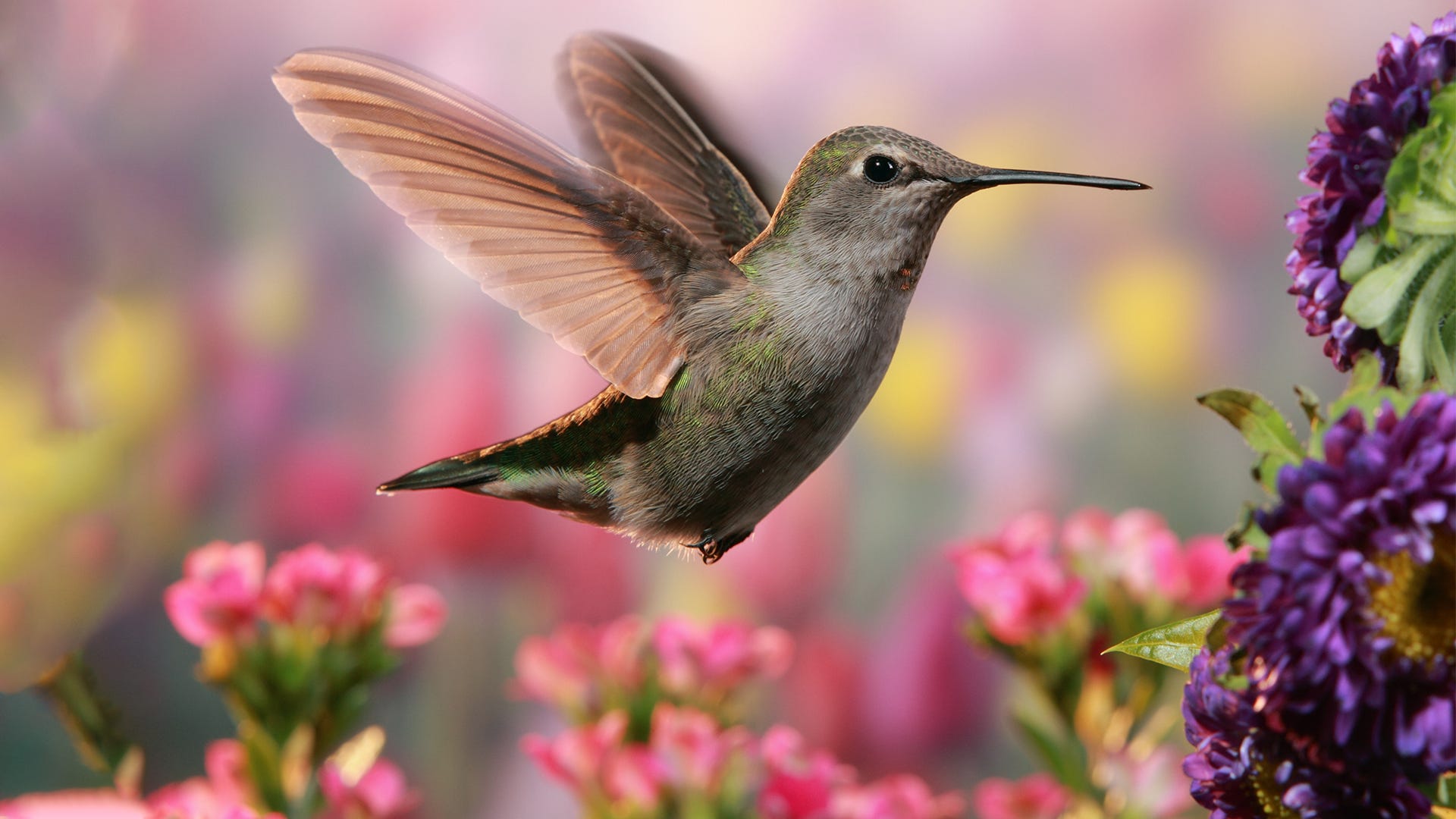 Detail Images Of Hummingbirds And Flowers Nomer 4