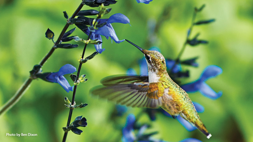 Detail Images Of Hummingbirds And Flowers Nomer 29