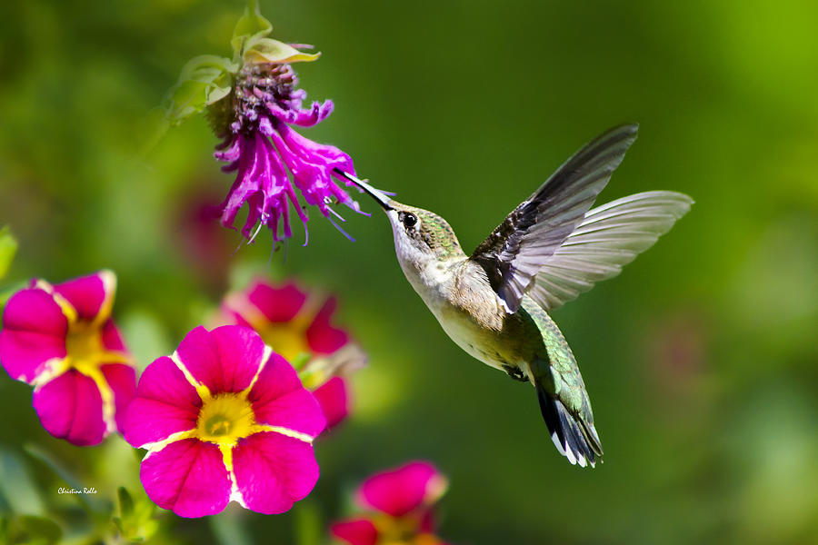 Detail Images Of Hummingbirds And Flowers Nomer 39