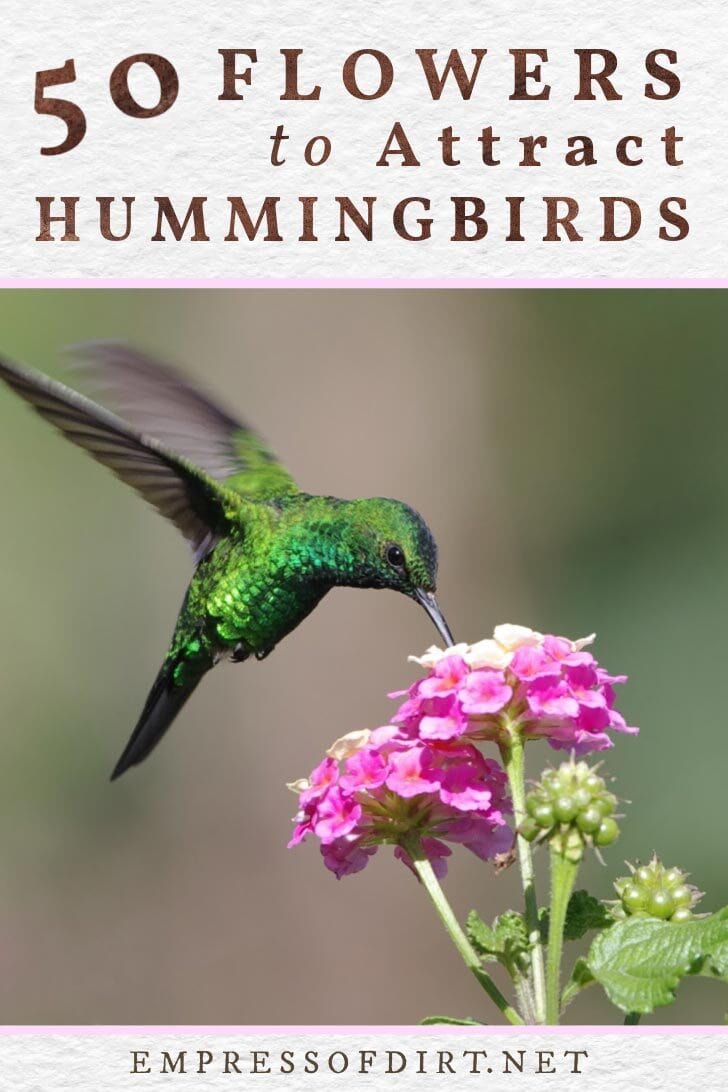 Detail Images Of Hummingbirds And Flowers Nomer 40