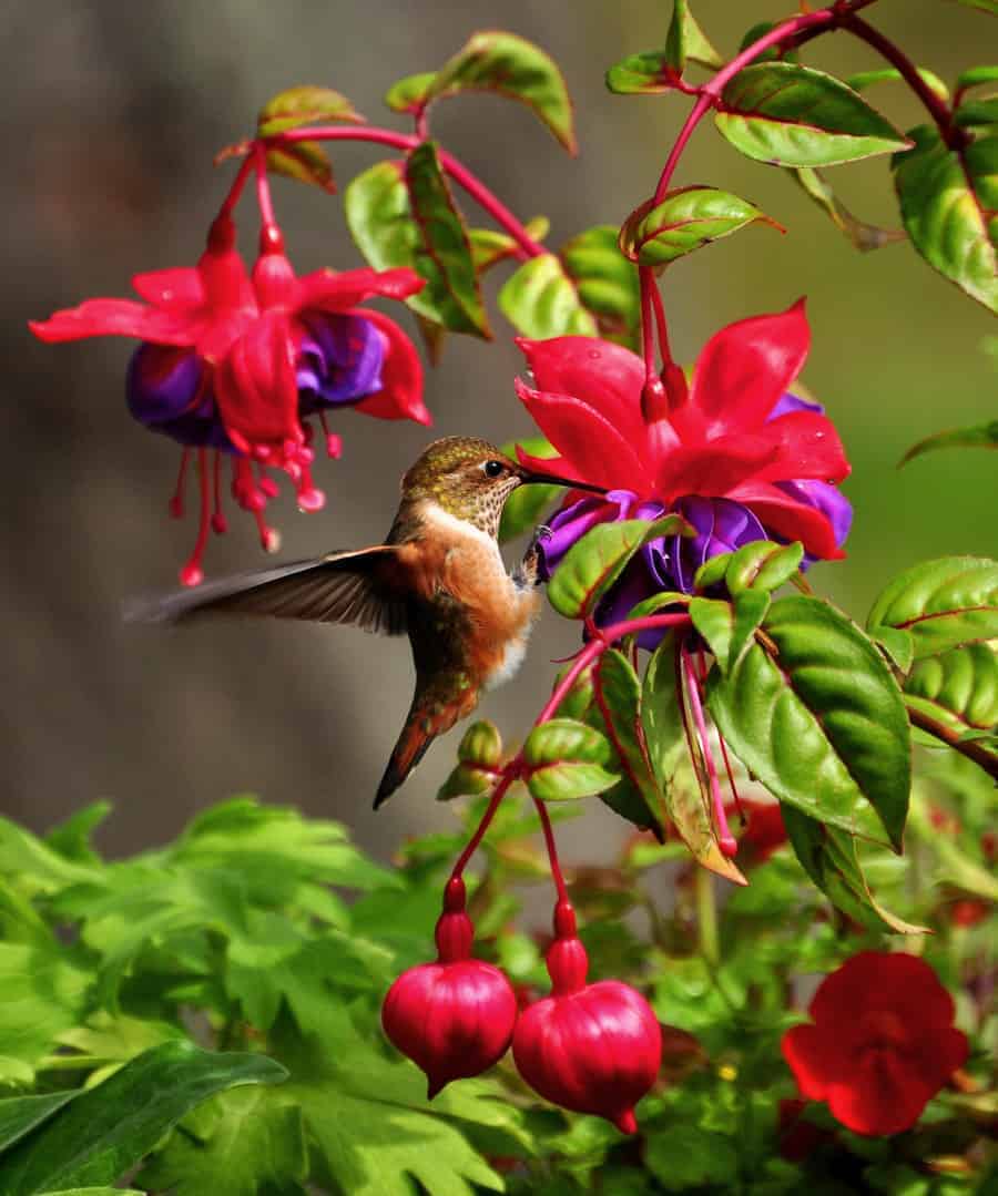 Detail Images Of Hummingbirds And Flowers Nomer 42