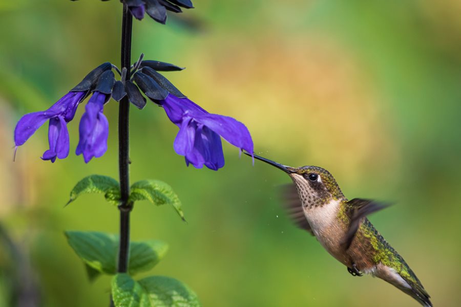 Detail Images Of Hummingbirds And Flowers Nomer 6