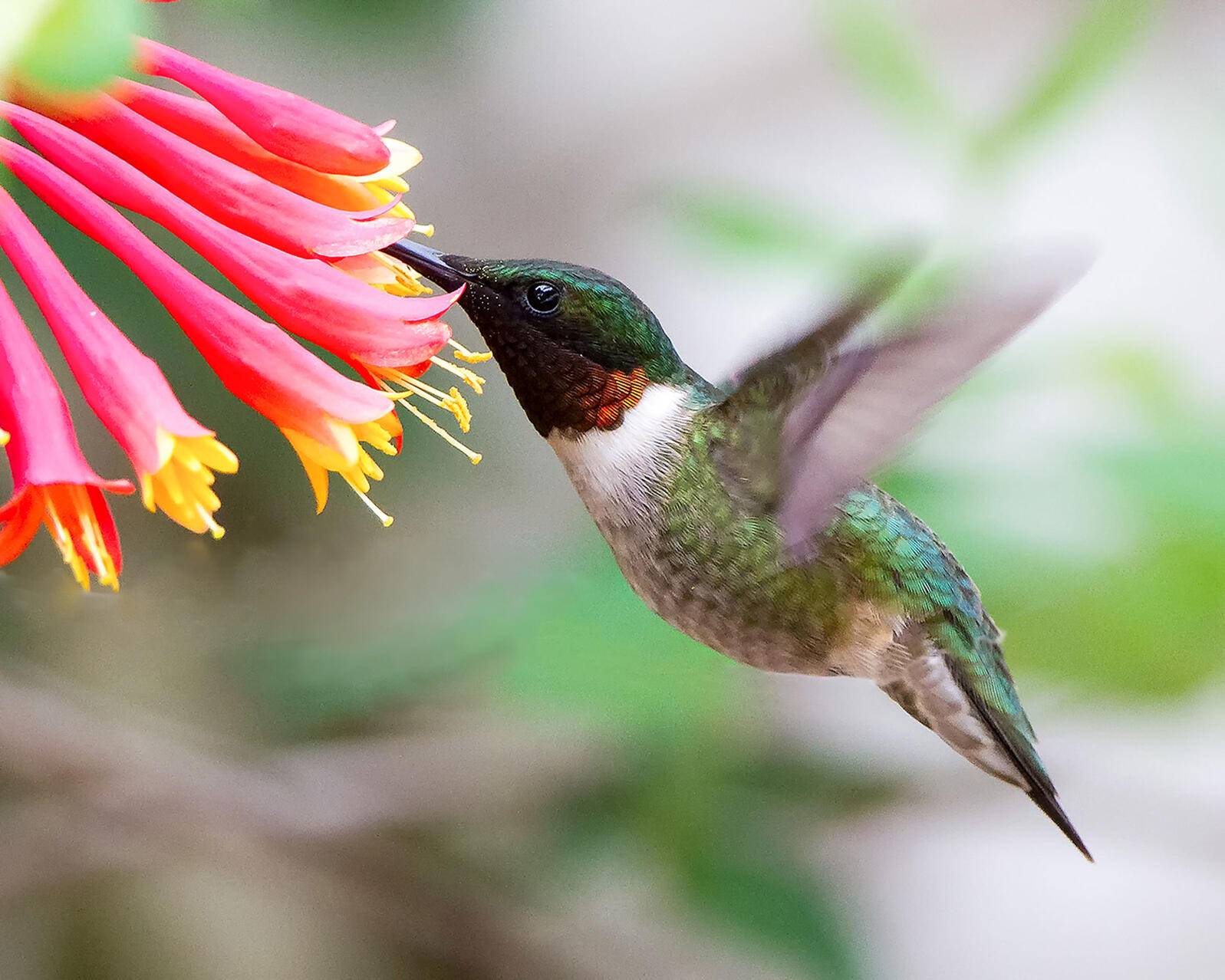 Detail Images Of Hummingbirds And Flowers Nomer 50