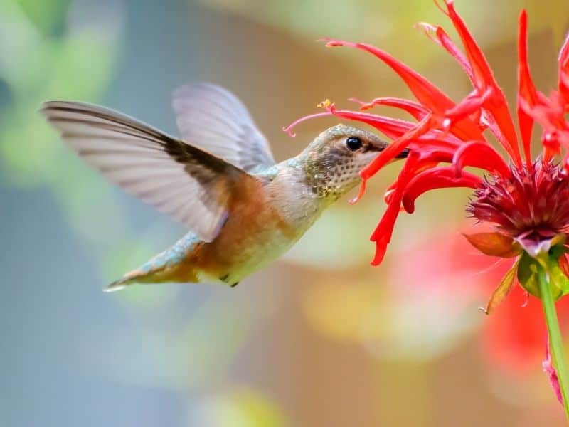 Detail Images Of Hummingbirds And Flowers Nomer 54