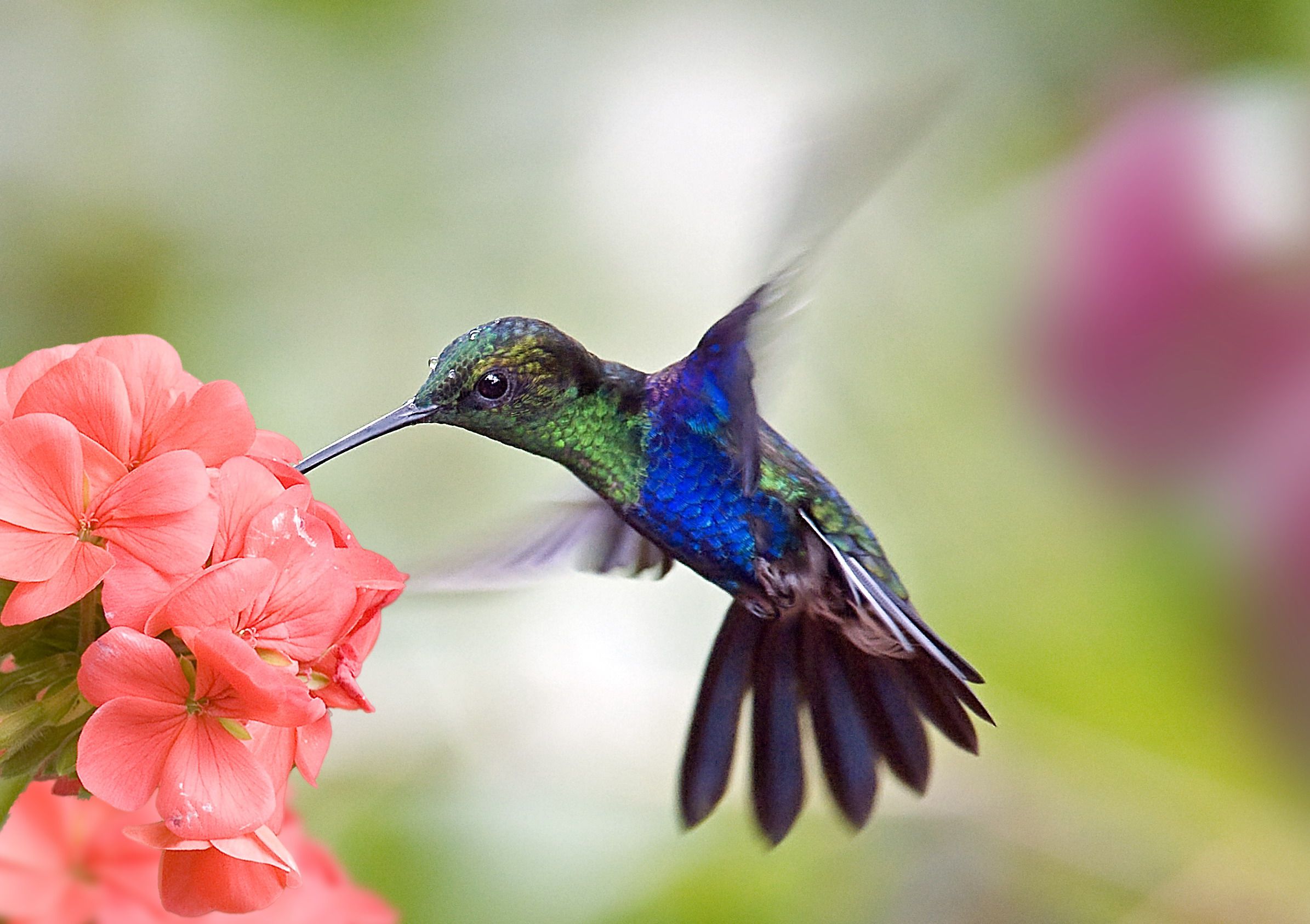 Detail Images Of Hummingbirds And Flowers Nomer 8