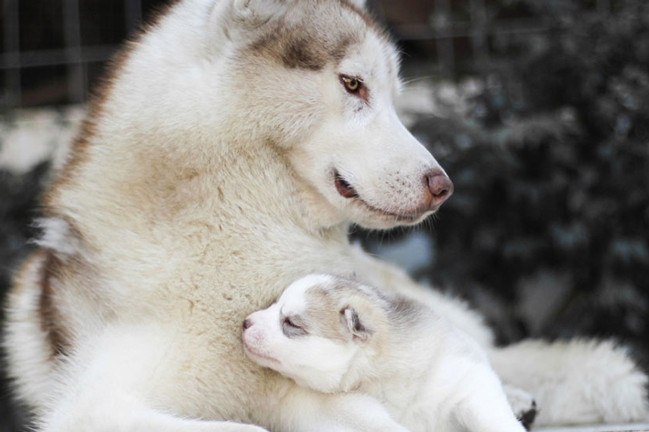 Detail Images Of Huskies Nomer 33