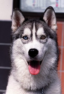 Detail Images Of Huskies Nomer 41