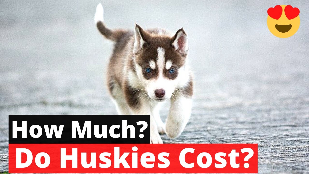 Detail Images Of Huskys Nomer 42