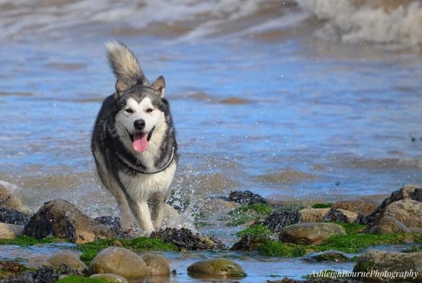 Detail Images Of Huskys Nomer 43