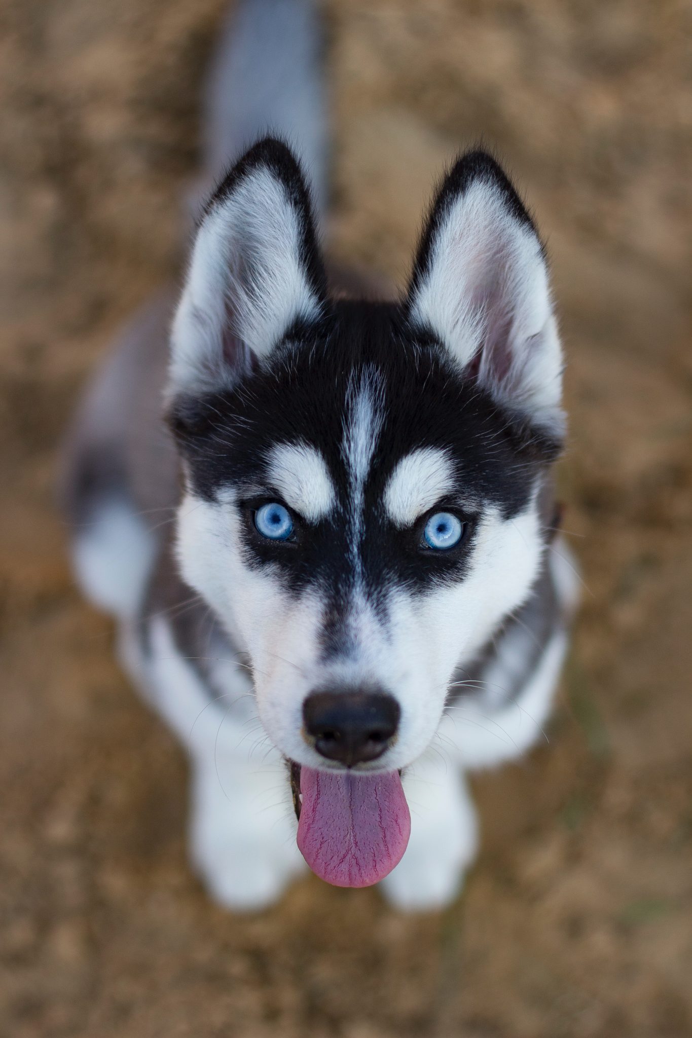 Detail Images Of Huskys Nomer 10