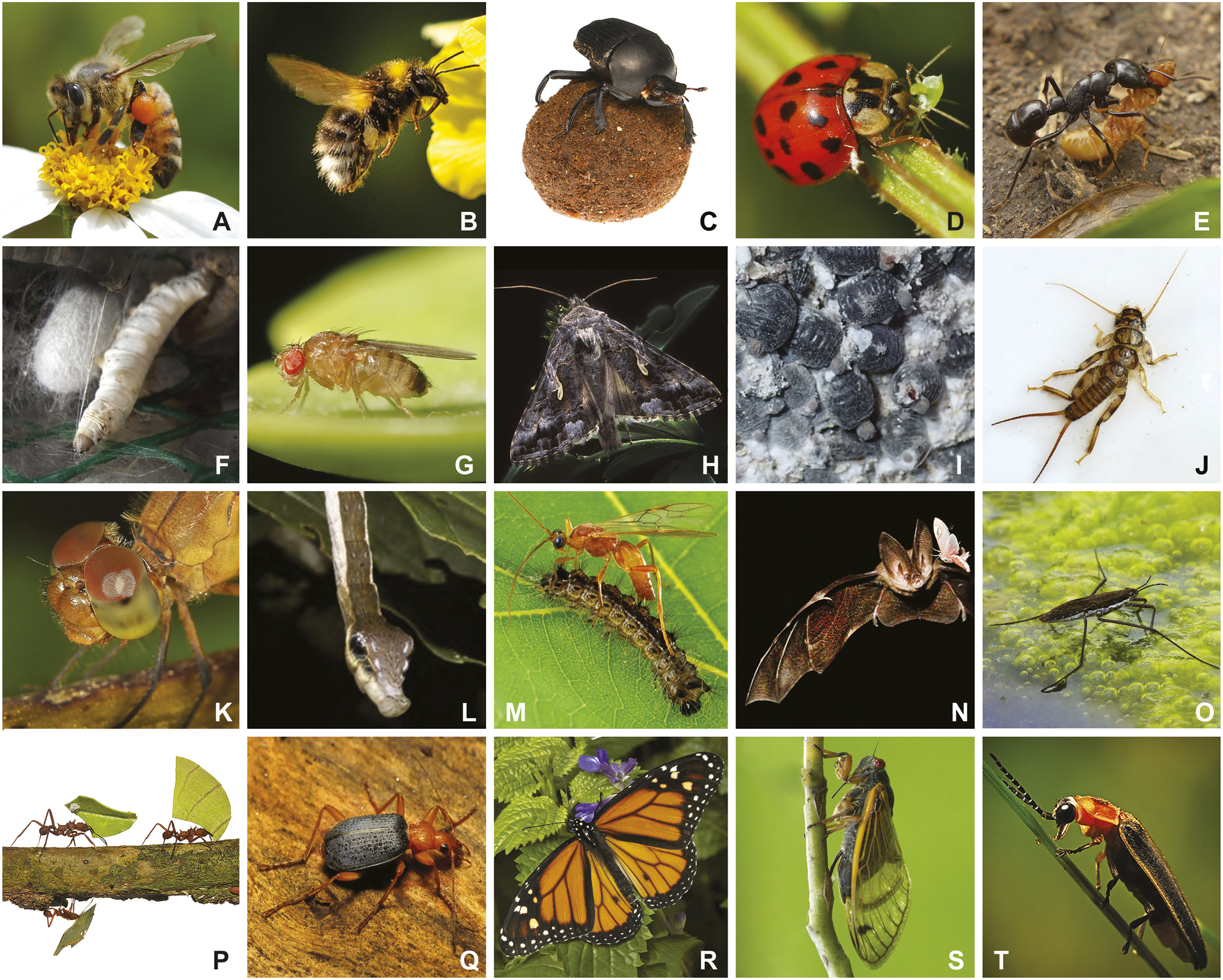 Detail Images Of Insects Nomer 16