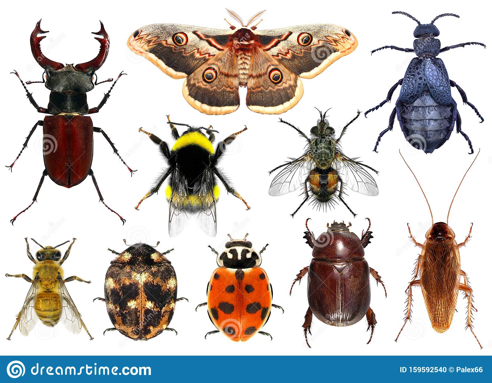 Detail Images Of Insects Nomer 5