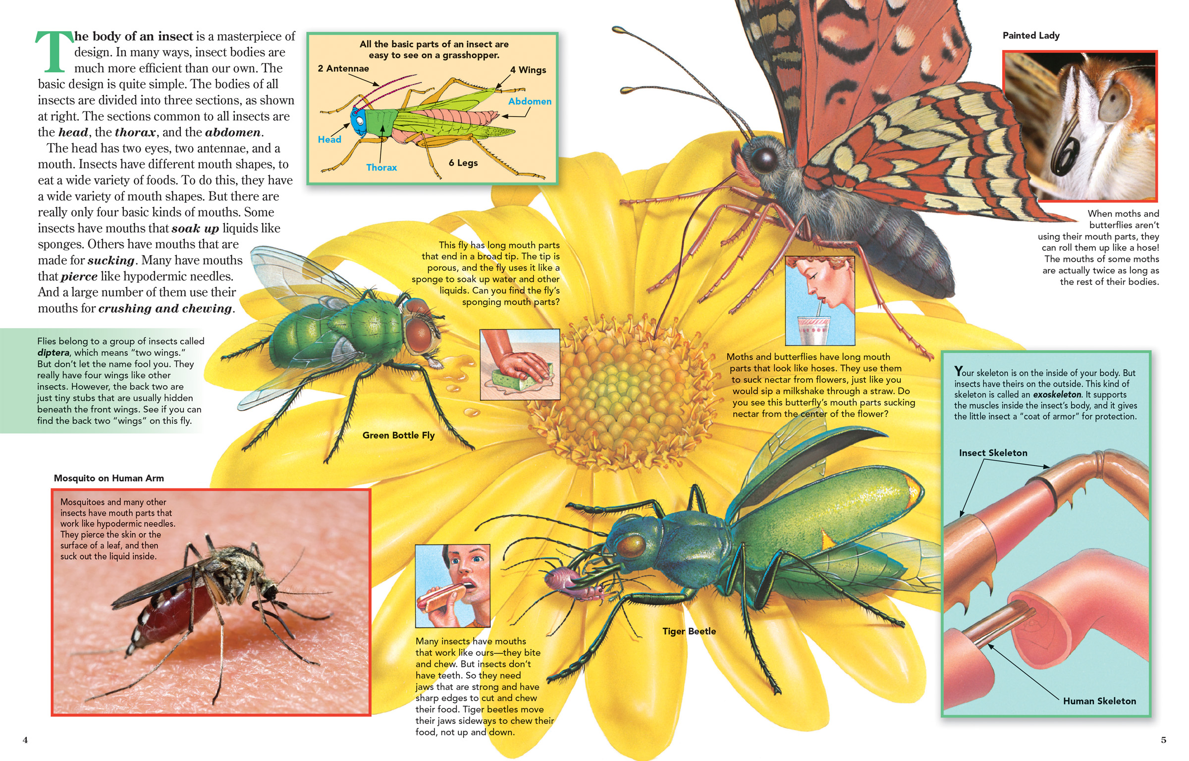 Detail Images Of Insects Nomer 55