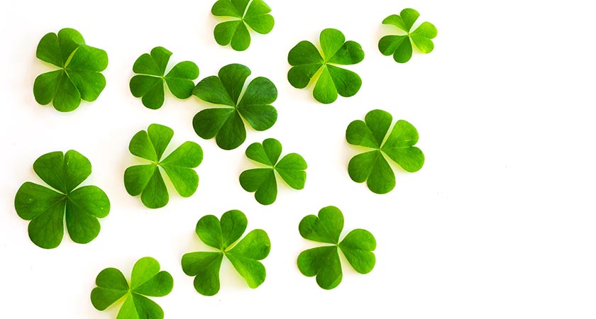 Detail Images Of Irish Clovers Nomer 11