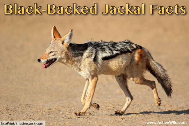 Detail Images Of Jackal Nomer 49
