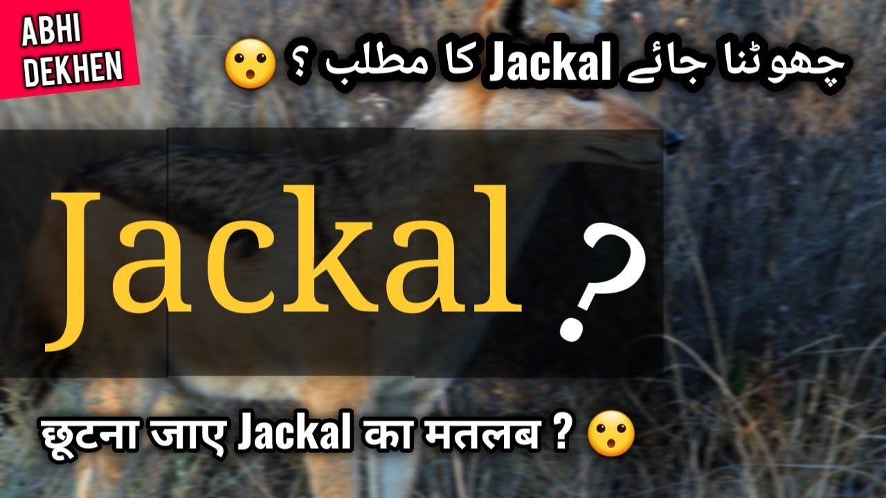 Detail Images Of Jackal Nomer 53