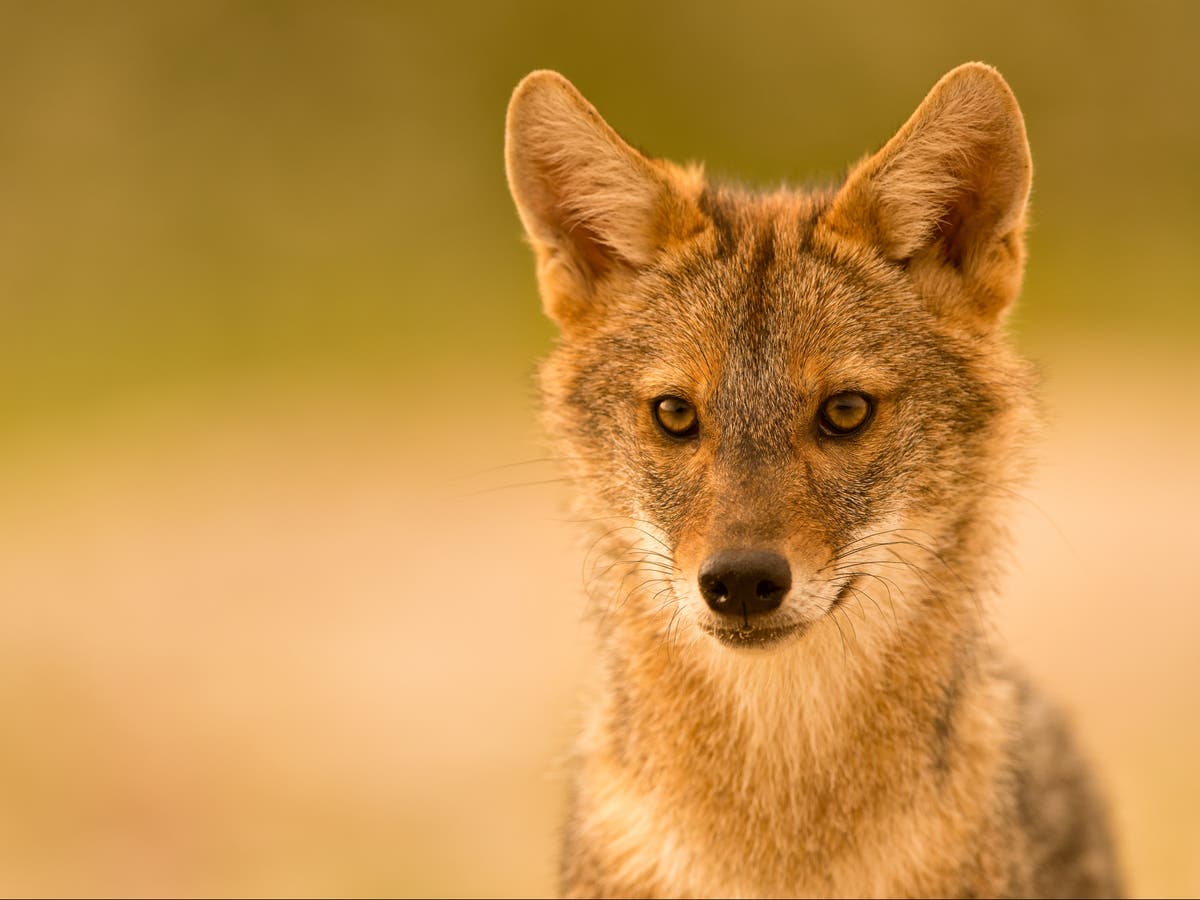 Detail Images Of Jackal Nomer 7