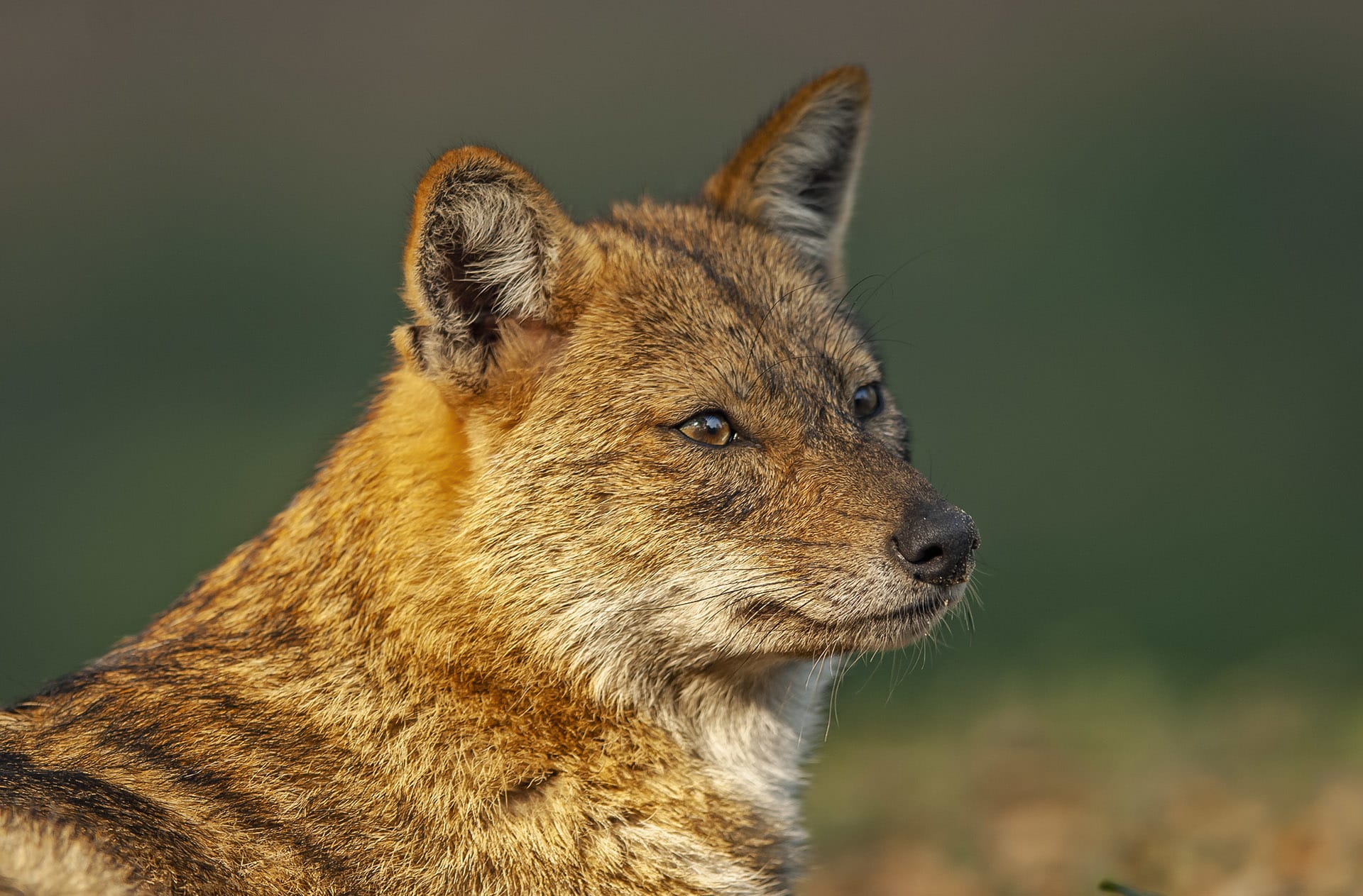 Detail Images Of Jackals Nomer 10