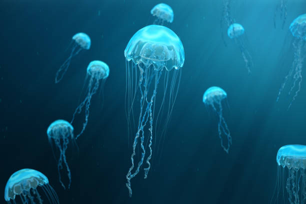 Detail Images Of Jelly Fish Nomer 3