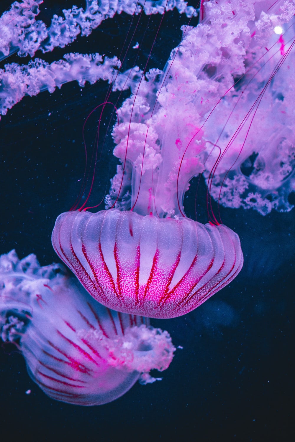 Detail Images Of Jelly Fish Nomer 28