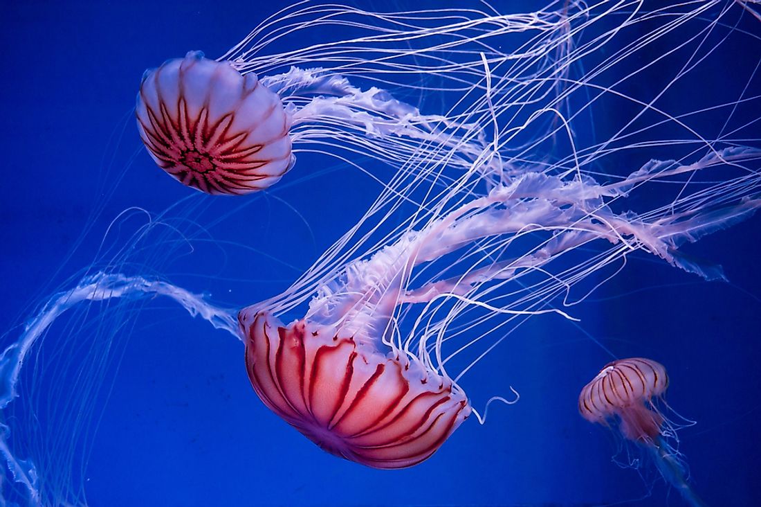 Detail Images Of Jelly Fish Nomer 34