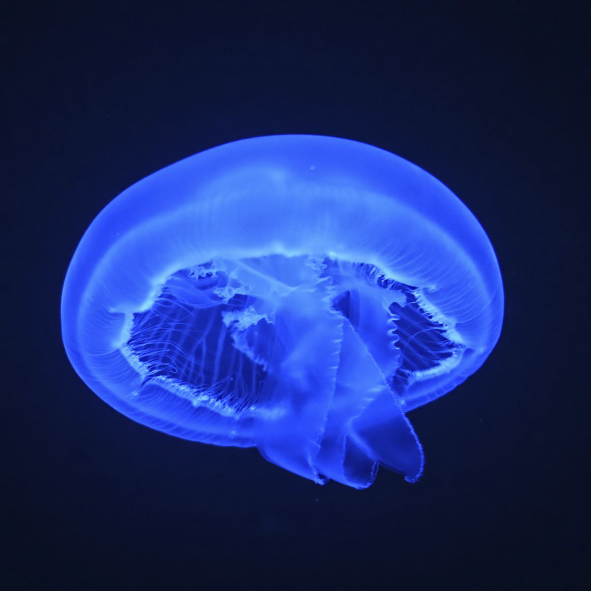 Detail Images Of Jelly Fish Nomer 38