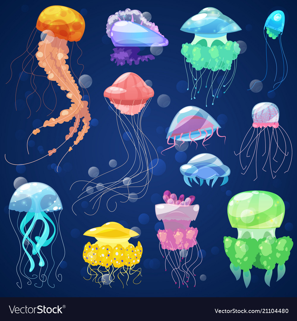 Detail Images Of Jelly Fish Nomer 44
