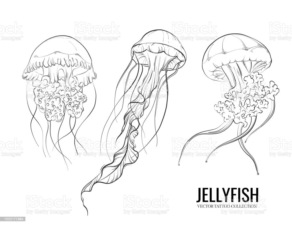 Detail Images Of Jelly Fish Nomer 48