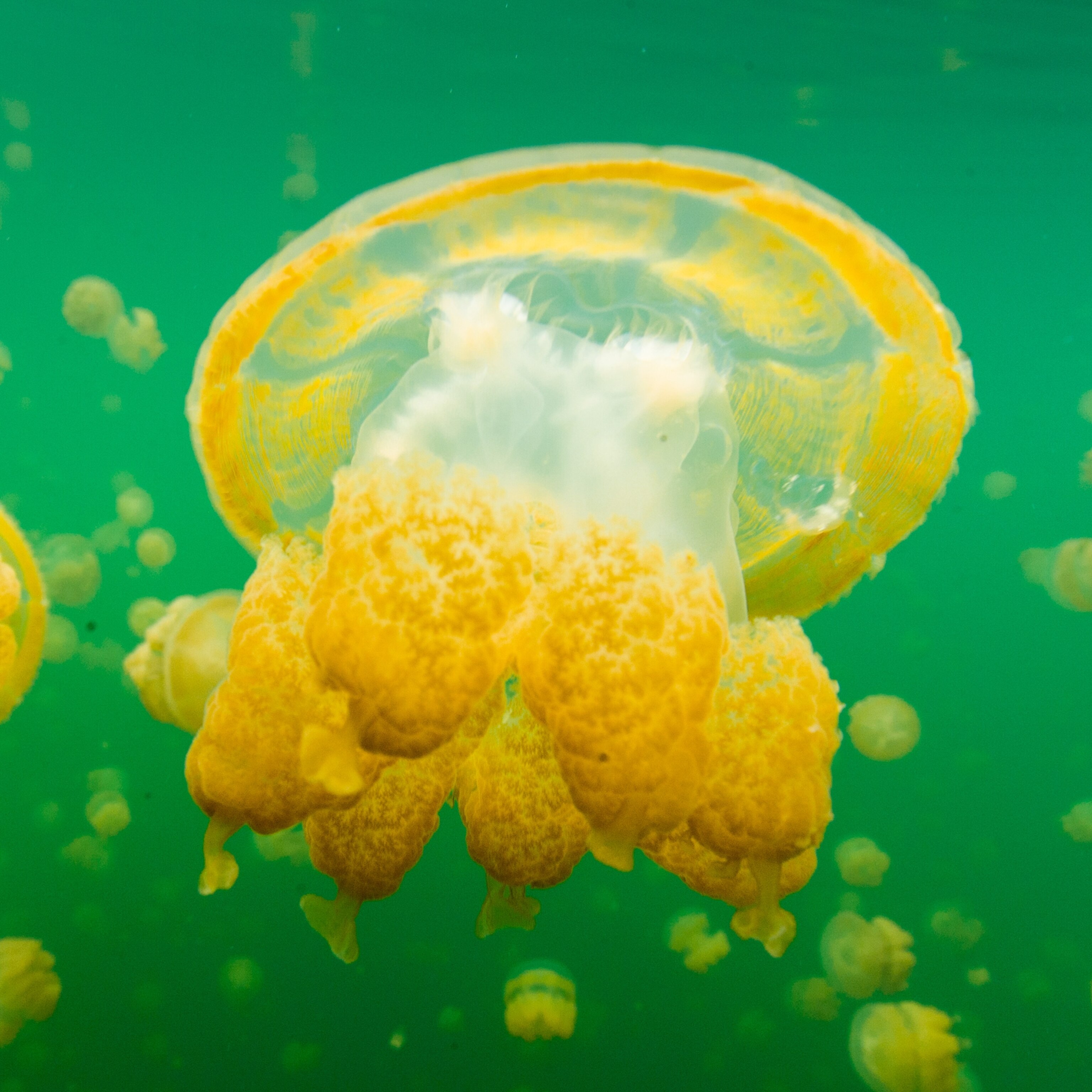 Detail Images Of Jelly Fish Nomer 56