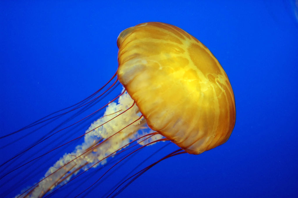 Images Of Jellyfish - KibrisPDR